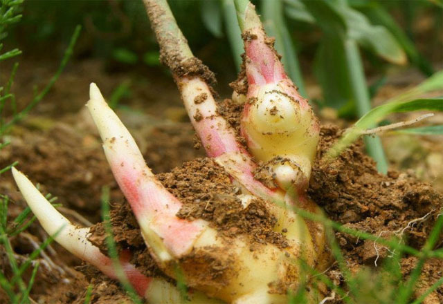 红枣|妇科炎症难除别慌,常喝2种水,多拍身体1处,清毒素,养子宫