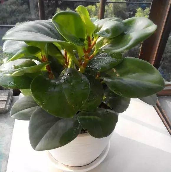 这花就得饿着养,盆越小、水越少,反倒长得更来劲!