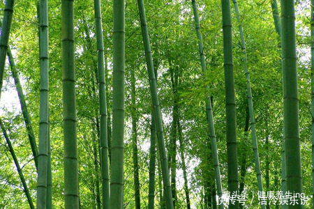 竹林|喜欢养花,不如庭院养片竹林,淡雅清新,沁人心脾,高风亮节