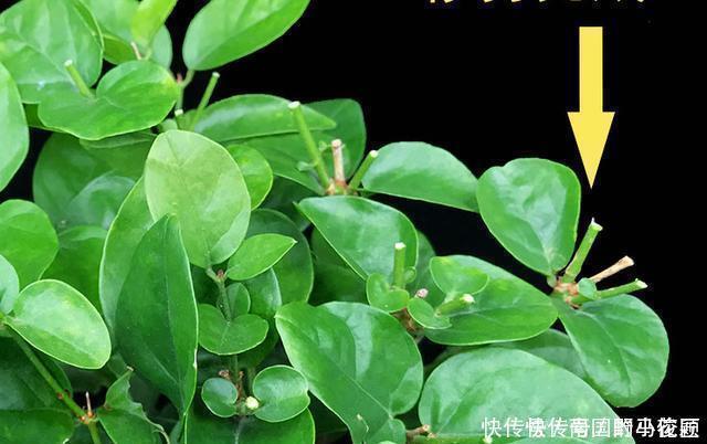 茉莉花马上就要进入花期，学会几个养护技巧，枝繁叶茂花开爆盆