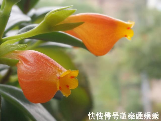 养护|4种花现在要搬进屋,要是再晒下去,就要晒成“枯草”