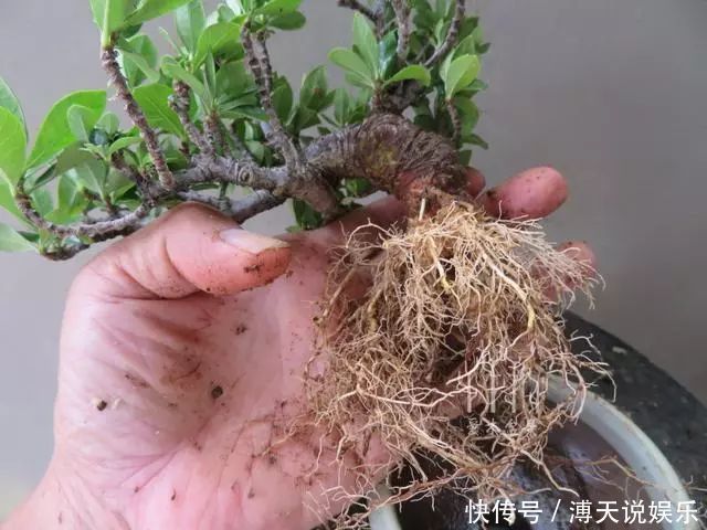 妙招|家庭养花，塑料瓶是“宝贝”，学会5个使用“小妙招”，一生受用