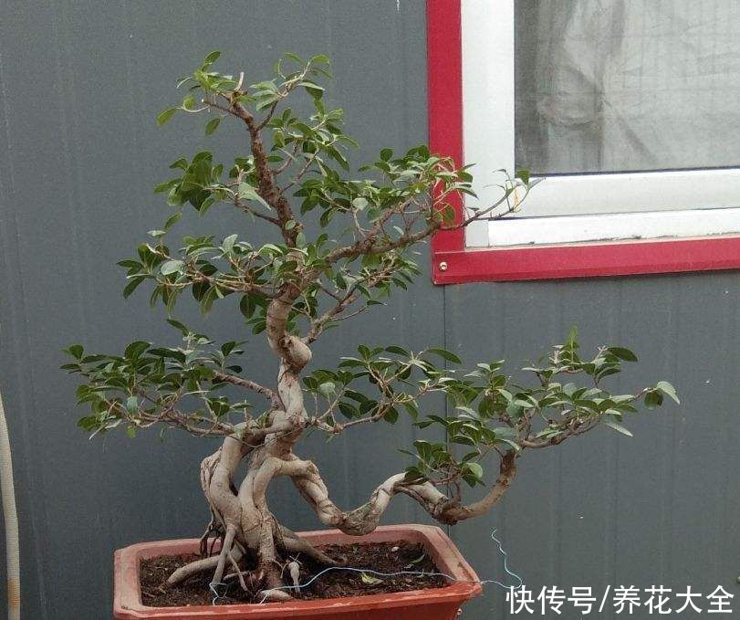 教程|给花换盆的详细教程，操作简单，完全不伤大白根