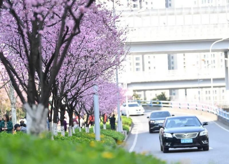 花漾山城 坐上列车去听花开的声音