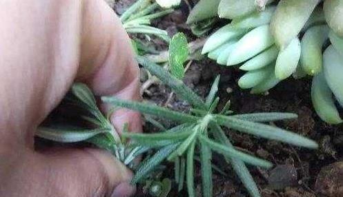 野草|农村一野草,老人拿它洗头发,价值珍贵,能遇到是走狗屎运