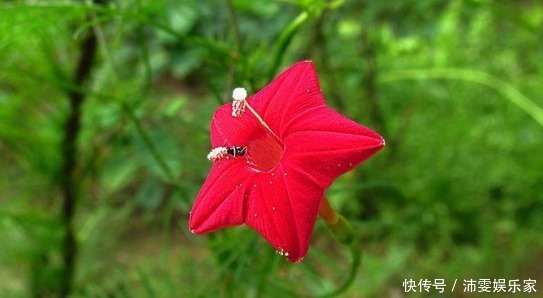 菊花|喜欢菊花,不如养盆“稀世名菊”大红芍药,花开似芍药,妩媚端庄