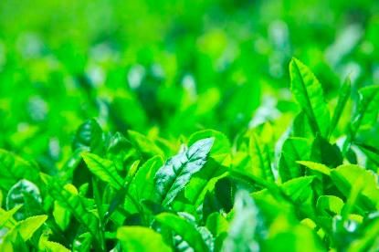 降血糖|爱喝茶的人注意了，高血糖人群喝茶有这些禁忌，早了解或能救你一命