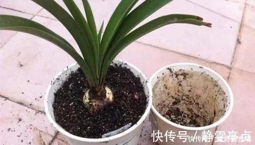 最不适合养花的几种土壤，千万不要用，否则黄叶烂根养不活