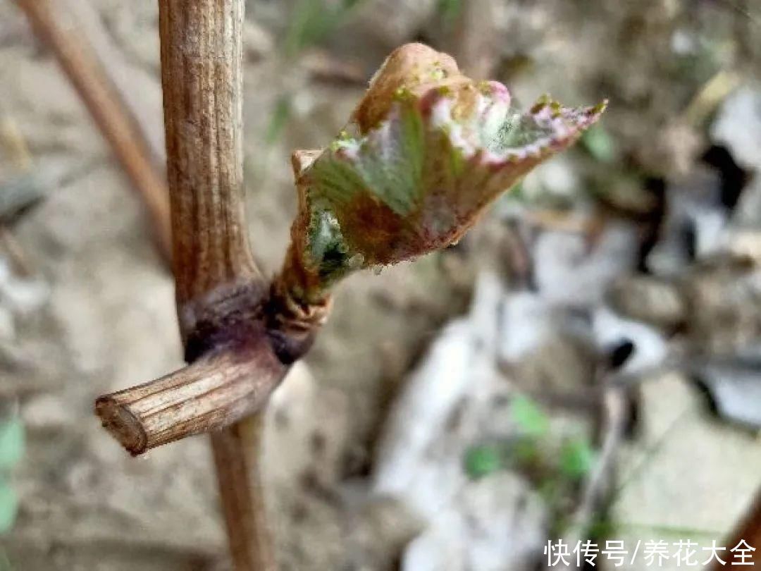 枝条|冬剪开始了,月季看见这种枝,就要赶紧剪