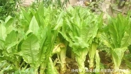 莴笋和莴苣有什么区别，很多人不知道，看完以后就懂了