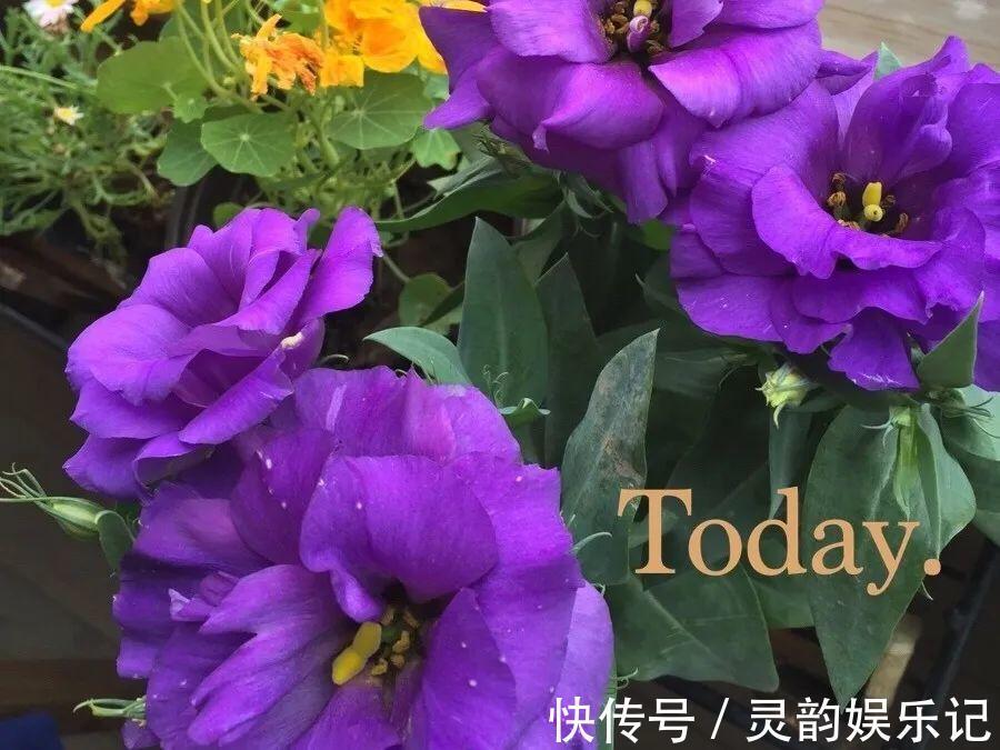 干枯|6种花一天不浇水,叶子就耷拉,缺水3天就死翘!