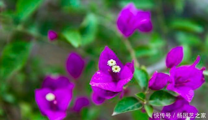 开花|怎样知道三角梅是勤花品种还是懒花品种?做好两件事就可以了