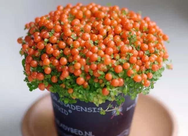 客厅|这些盆栽水果,巴掌大一棵能结上百个,客厅放一盆,馋的直流口水