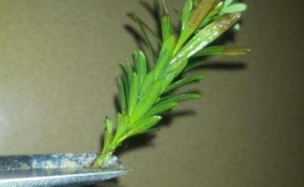 罗汉松|都说这种树很贵，剪根枝条插土里，竟然不到半年能成盆栽