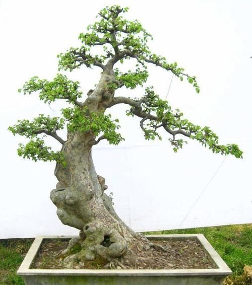 榆树小苗怎么养,才能做成盆景?