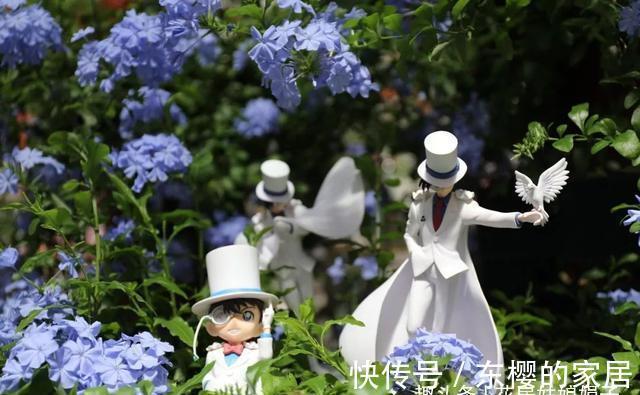 这4种花,适合在秋季进行扦插繁殖,快行动起来吧!