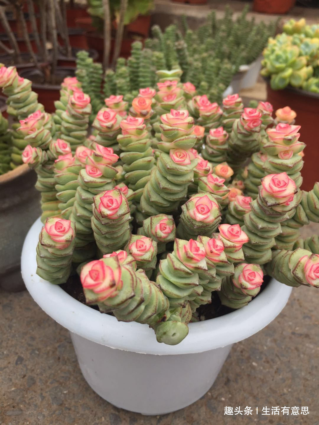 多肉换盆很讲究,换好生机勃勃,换差烂根烂叶,教你几招好方法!