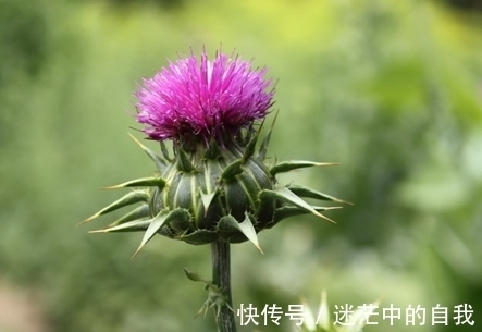 形似刺儿菜,犹如是王子在保护公主,很多人讨厌