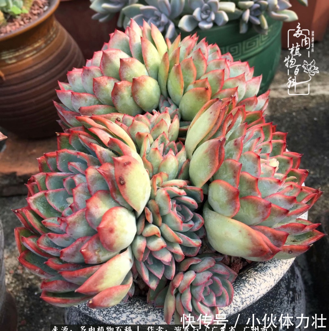 多肉植物|为肉钟情:楼顶上的多肉!