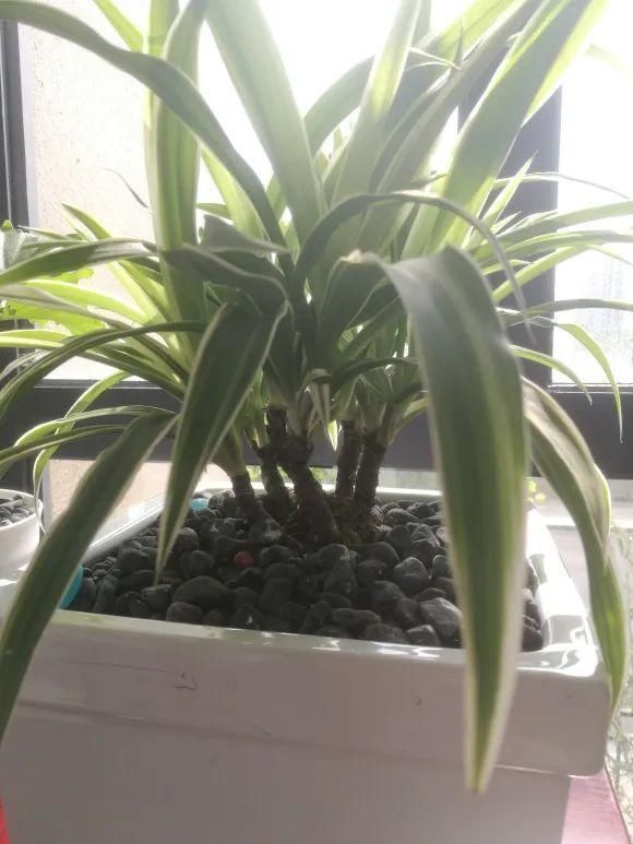 虎皮兰,红掌,吊兰养成老桩,变成大树,真壮观