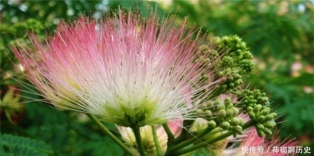 唐朝|白居易李商隐陆游，合欢花诗各一首，看看他们诗作之间深沉的关联