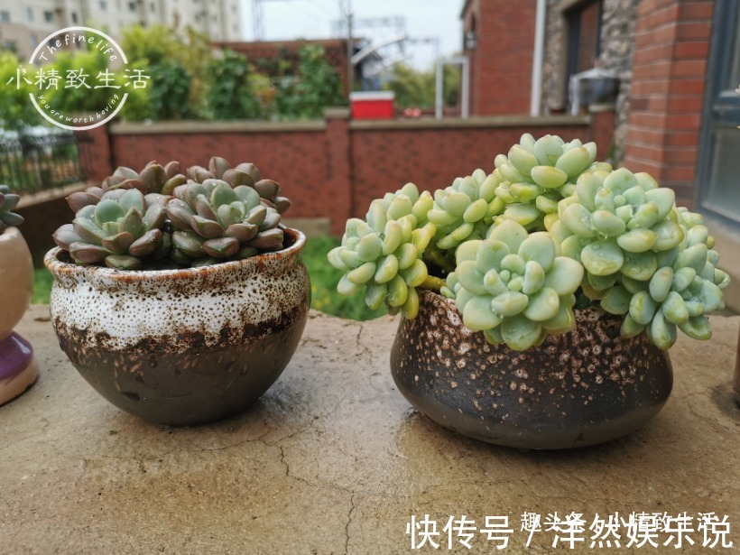 园土|养多肉,新手觉得难,原来是好心办坏事,犯了5个误区