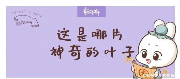 桑叶|一味桑叶补骨髓,止盗汗,清肝明目润肺止咳就看你会不会用