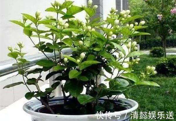 茉莉用缓释肥远水解不了近渴！此2种水10天浇一次，嗖嗖长花苞
