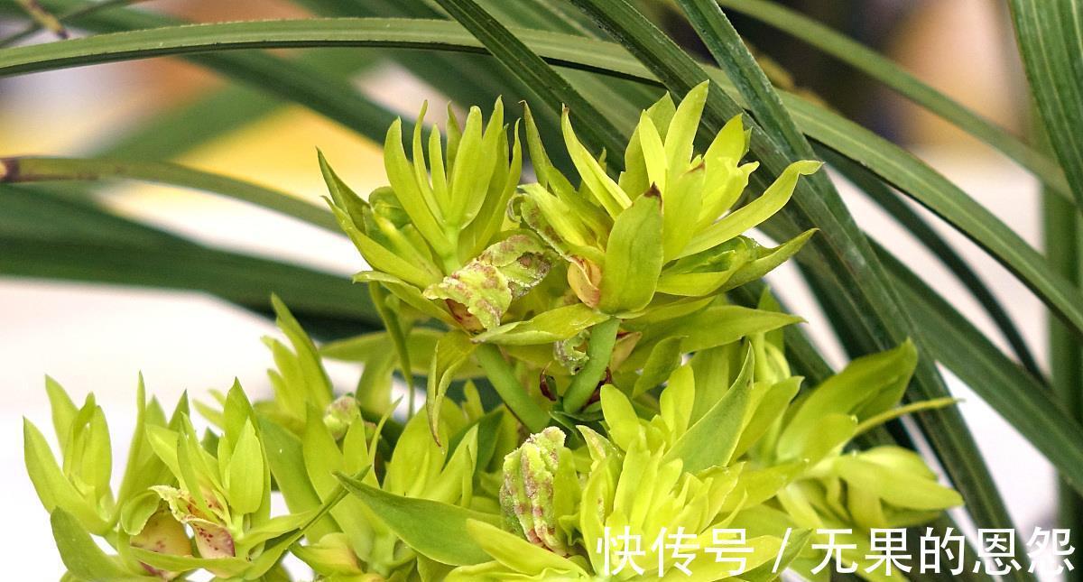 三角梅|进入秋天，10种花很喜欢磷酸二氢钾，早点喂饱，好处多多