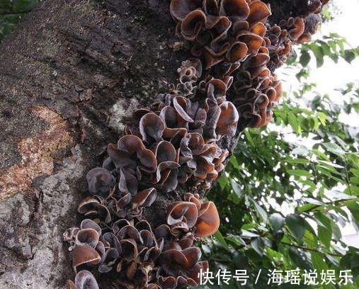 小辣椒|这几种珍贵食材，营养价值高，城里花钱都买不到，在农村随处可见