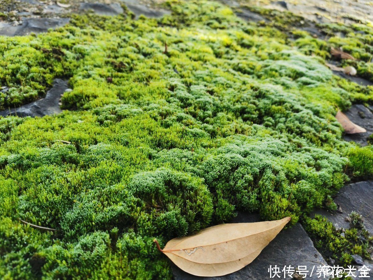 土壤|植物界的“祖师爷”，个头小作用大，挖回家种土里就活