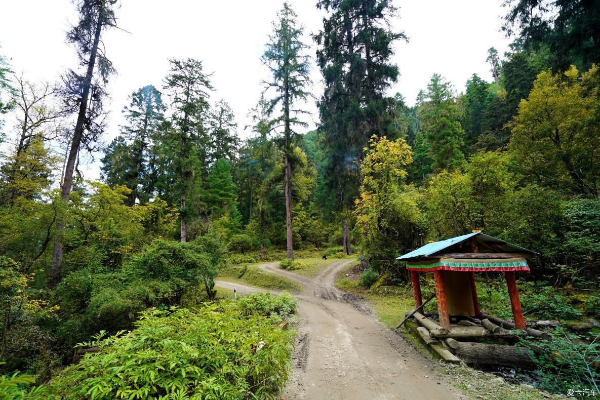 独自自驾游 欣赏最美的岗云杉林 体验环藏之旅的慢生活