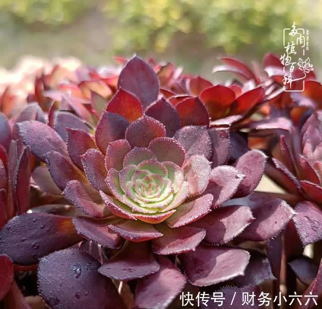 揭秘:那些干净又温暖的多肉照片从哪里来?