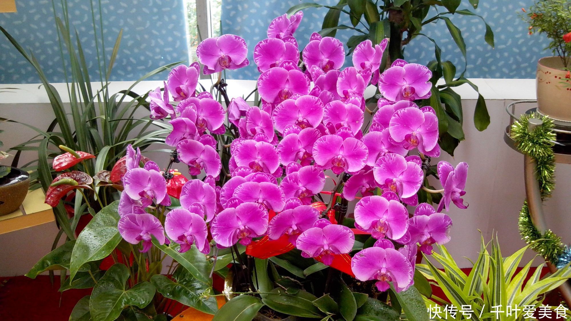 出门最容易“捡到”的5种花,拿回家剪几刀,不花钱成好看盆栽