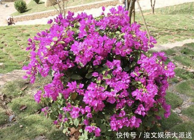 三角梅|张大叔养“三角梅”,采取“3个技巧”,90天长成“花树”,美