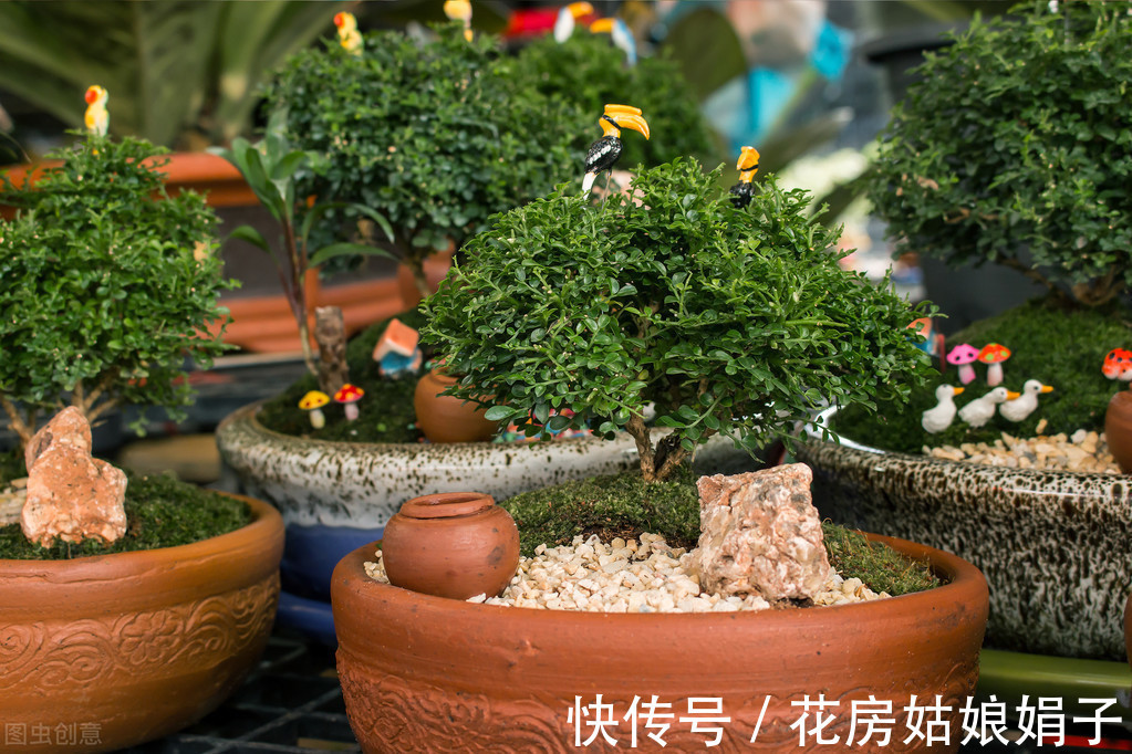 花卉|家居养花,有“2不养、3必养”,养对了,对家居生活才有益处