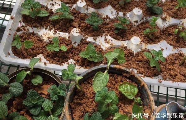 养殖|春天养花添新株,当盆栽4种花卉,寓意好、株型美又好养活