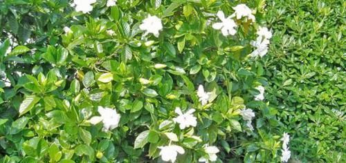 老花农用一斤苹果皮养栀子花，花开洁白，一盆能开20朵