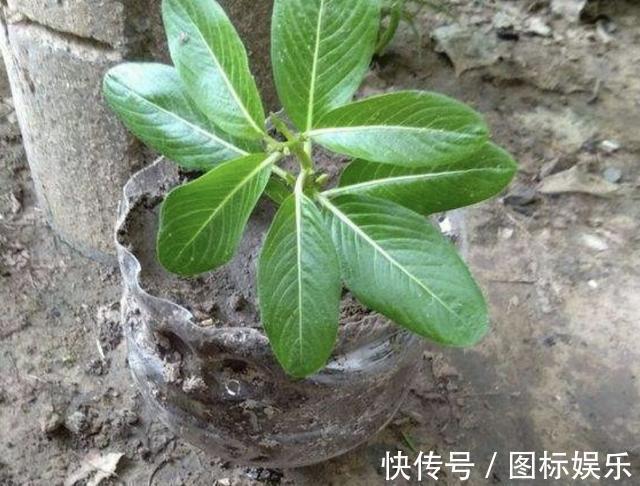 温度渐渐下降，在家扦插“4种花”，9天就生根，2个月后开花多！
