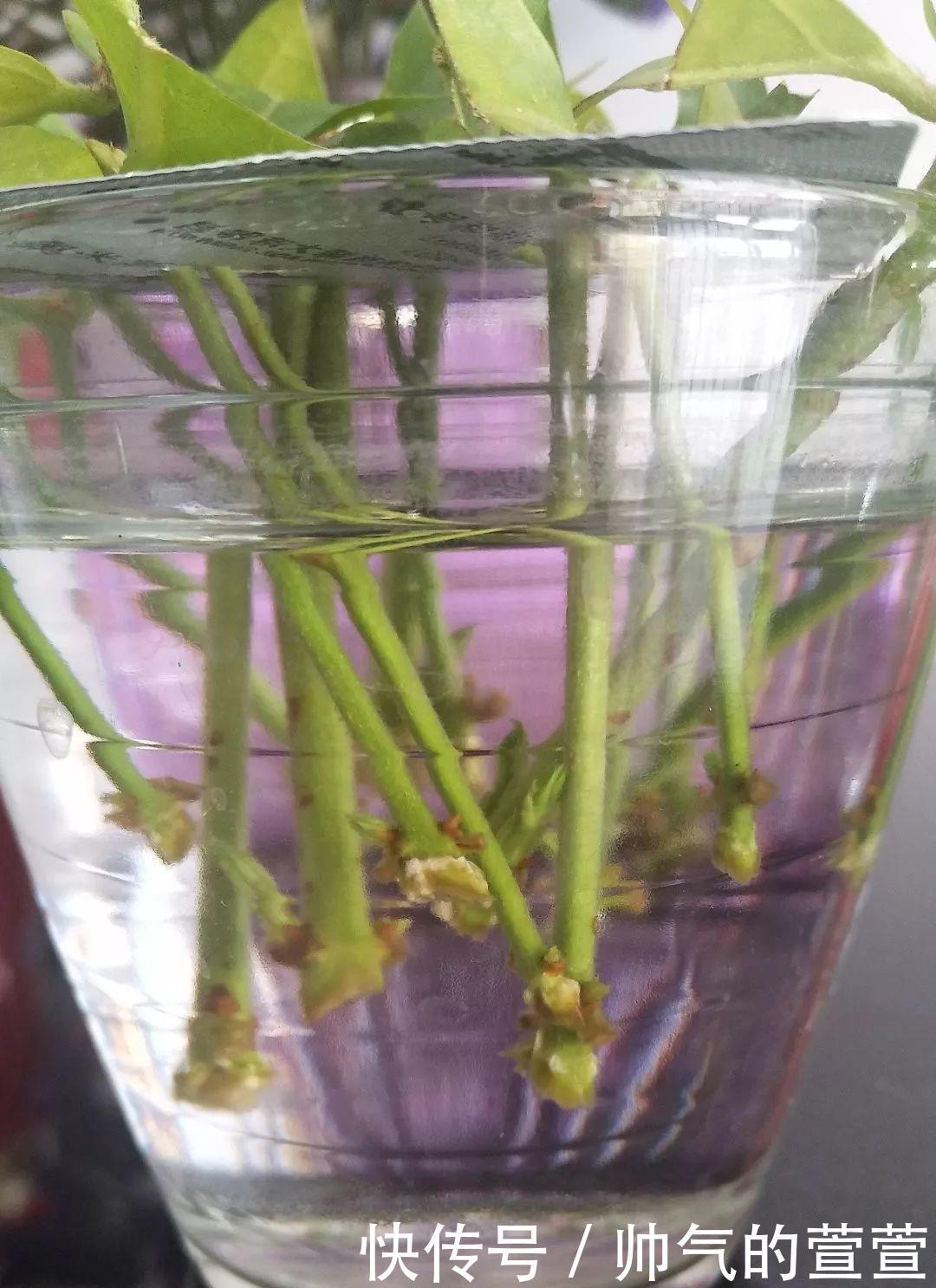 多肉扦插不用土,胶囊板一套,3天就能冒白根!