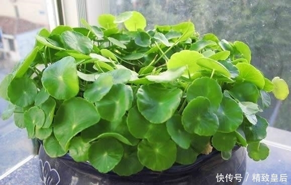 盆栽何必花钱买?这5个盆栽只捡一片叶子或枝条,就能养爆一大盆