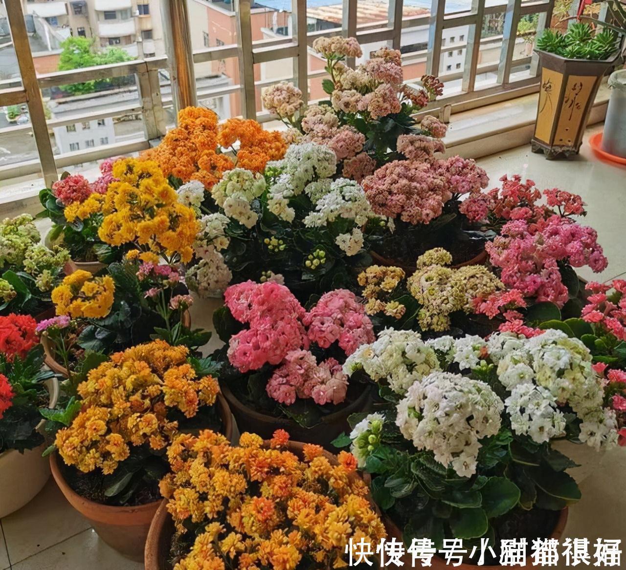 寓意|五种“吉祥花”，建议养一盆，不仅寓意好，还利于健康