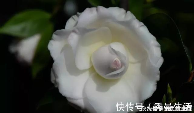 花中娇客|中国传统名花“花中娇客”，30种茶花一开，美了十里八乡