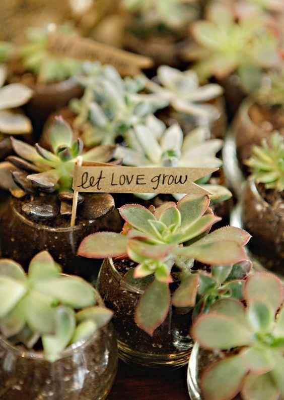 肉友不知道的多肉小苗养护方法