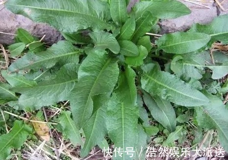 农村|农村以下喂猪的野草,能清热解毒,消肿止痛,凉血止血,你认识吗