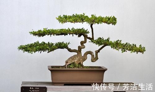 养分|盆景桩材养坯、上盆，基质里加河沙，不仅提高生存率，还促生长