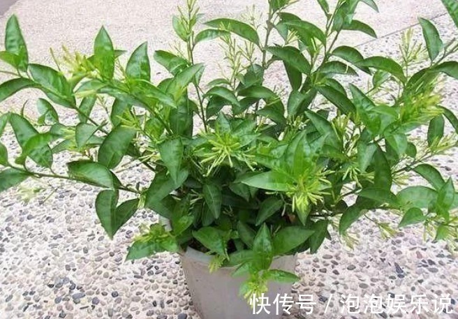 牛花|家里别养4种“霉运花”,好看也别养,尤其第三种,赶紧扔出去!