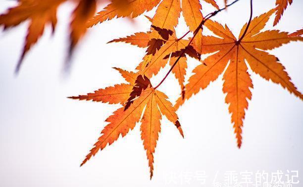 手臂|秋冬进补,来年打虎!中医3招先排湿热后进补,把阳气补进身体里