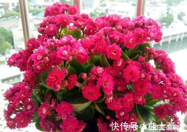 彩叶芋|4种花很耐养，沾土就能活，越懒养长得越好，给点阳光就爆盆！