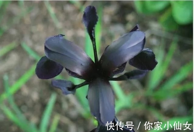 鸢尾花|约旦有一种黑色的鸢尾花,花开黑紫色花,花型像翅膀,显得很神秘